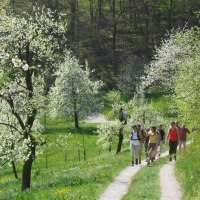 Wandergruppe in Frühlingslandschaft, © Natur.Nah. Schönbuch & Heckengäu