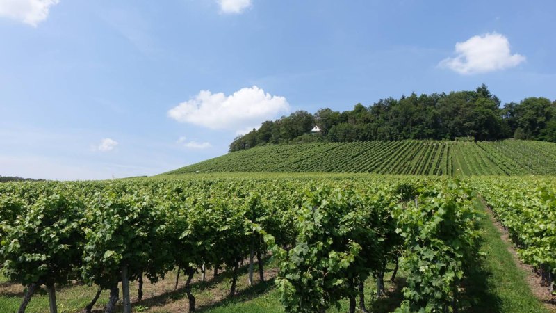 Weinreben am Lemberg, © Tourist Information und Ticket Service Ludwigsburg