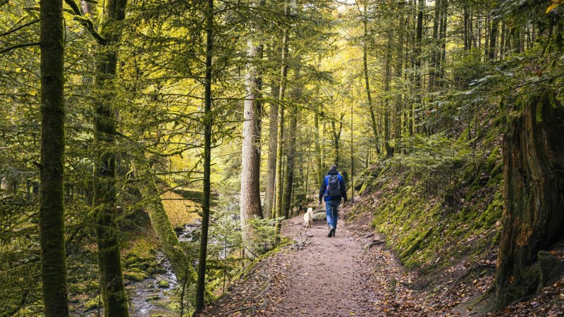 Ein Mann und ein kleiner weißer Hund gehen auf einem erdigen Wanderweg an einem Bach entlang. Der Mann trägt Wanderstiefel, eine blauen Regenjacke und einen Rucksack. Der Weg ist gesäumt von Nadelbäumen. Auch Laubbäume sind Teil dieses Waldes, was sich in den braunen und gelben Blättern auf dem Boden zeigt. Moosteppiche sorgen für grüne Farbtupfer im Braun., © Stuttgart-Marketing GmbH, Sarah Schmid