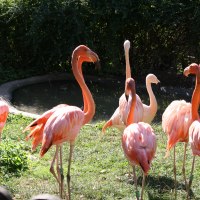 Flamingos im Tierpark Göppingen, © Tierpark Göppingen