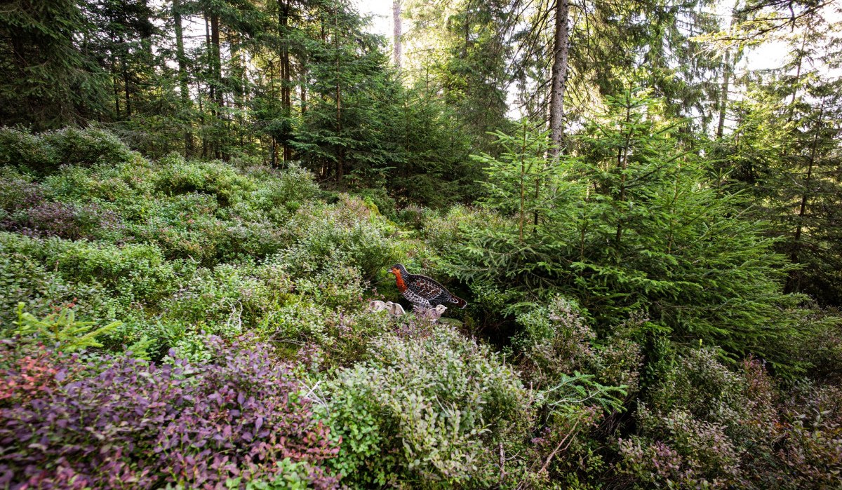 Was sitzt denn da?, © Nördlicher Schwarzwald