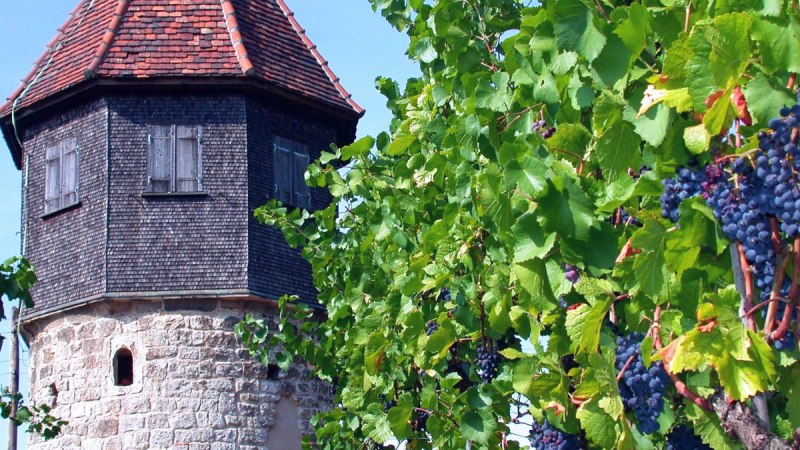 Der Melacturm in den Esslinger Weinbergen, © EST