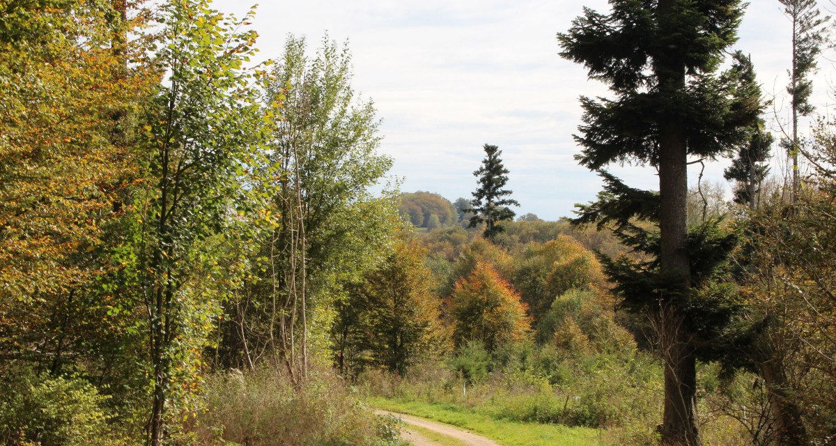 Der Feldweg führt in den Wald, © Bad Urach Tourismus