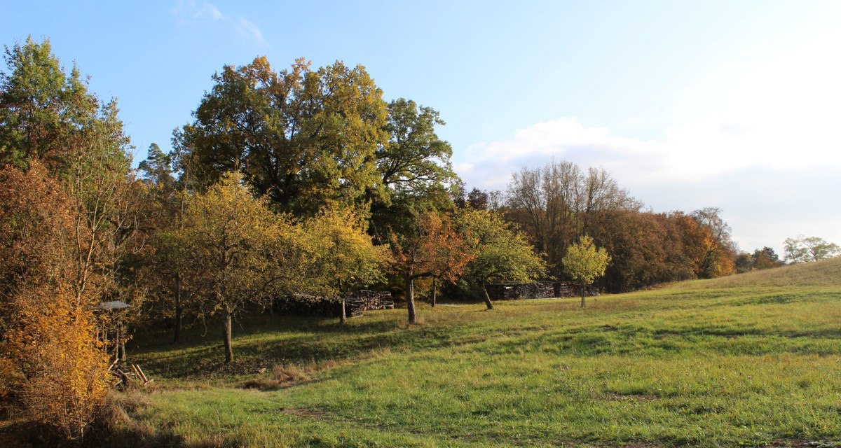 Wiese am Peter-Schanz-Weg Herrenberg, © Natur.Nah. Schönbuch & Heckengäu