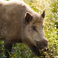 Wildschwein