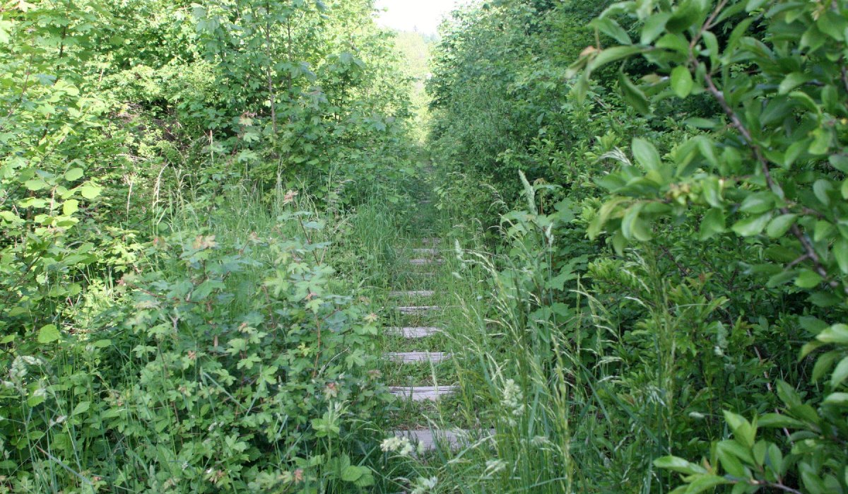 Überwuchter Pfad auf Gaildorfer Rundwanderweg 1, © Petra Natzkowski