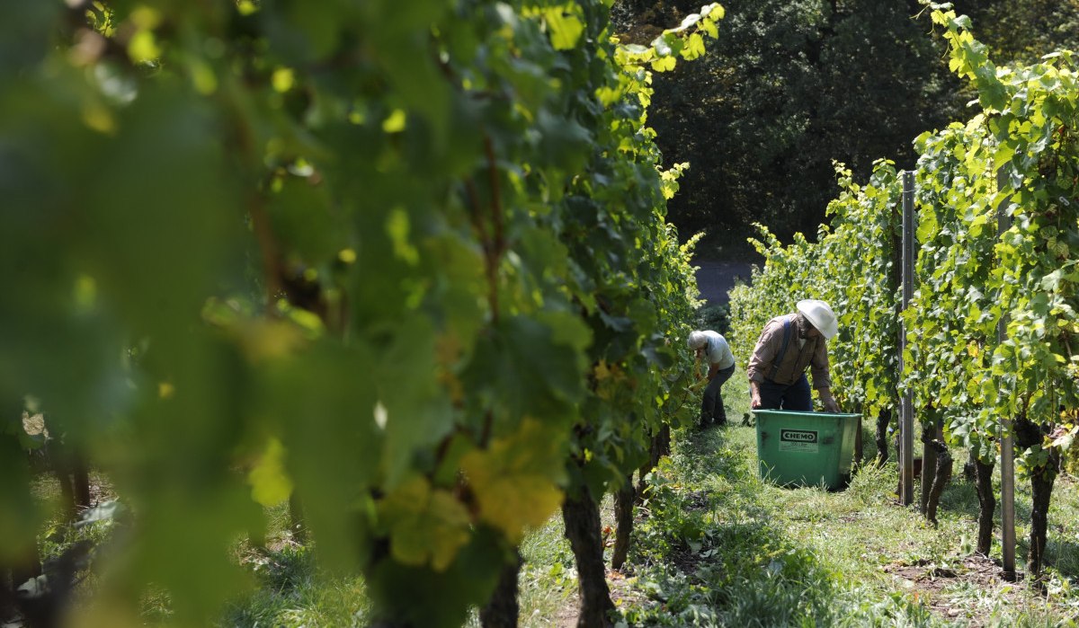 Vaihinger Weinberge, © Land der 1000 Hügel - Kraichgau-Stromberg