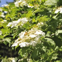 Blume in Arboretum Herrenberg