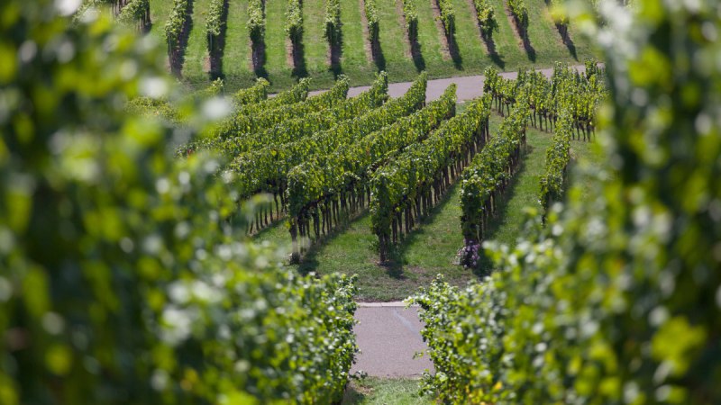 Blick durch die Weinberge, © Remstal Tourismus e.V.