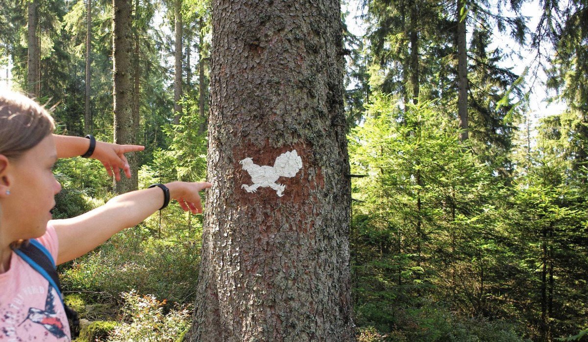 Der rennende Auerhahn markiert den Rundweg, © Nördlicher Schwarzwald