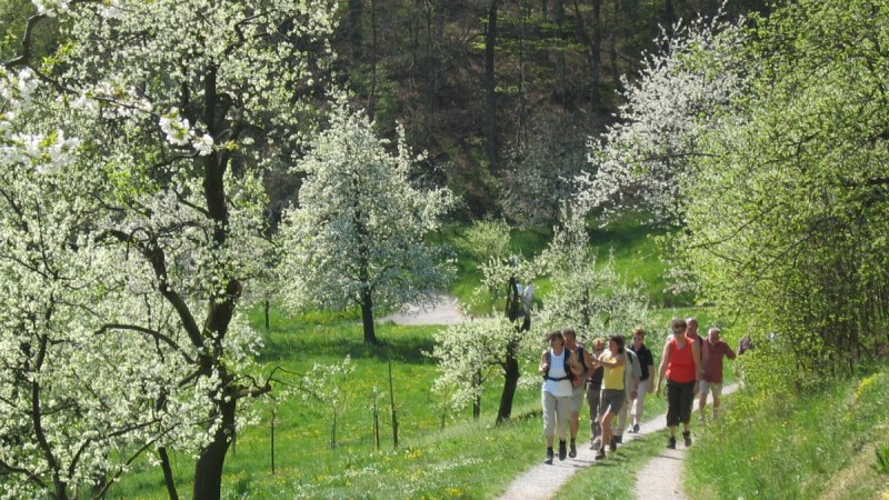 Wandergruppe in Frühlingslandschaft, © Natur.Nah. Schönbuch & Heckengäu