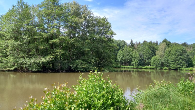 Blick über den Haspelsee - mit baumbestandener Insel und mit Büschen bewachsenem Seeufer