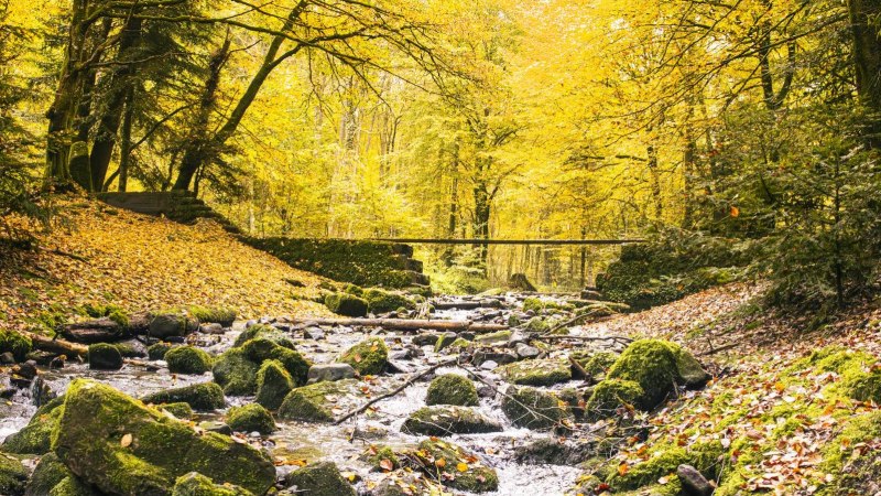 Monbachtal, Bad Liebenzell, © SMG, Sarah Schmid