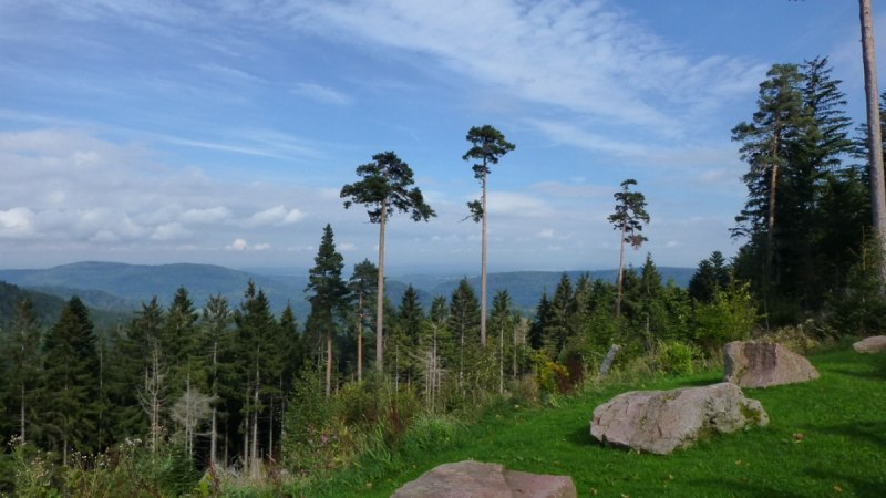 Blick von der Hahnenfalzhütte, © Nördlicher Schwarzwald