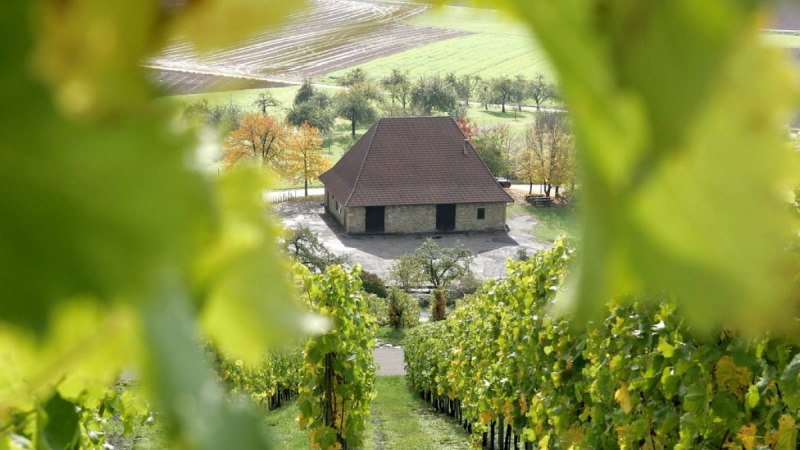 Aspach Weinberge bei der Kelter, © Q-vadis Redaktion