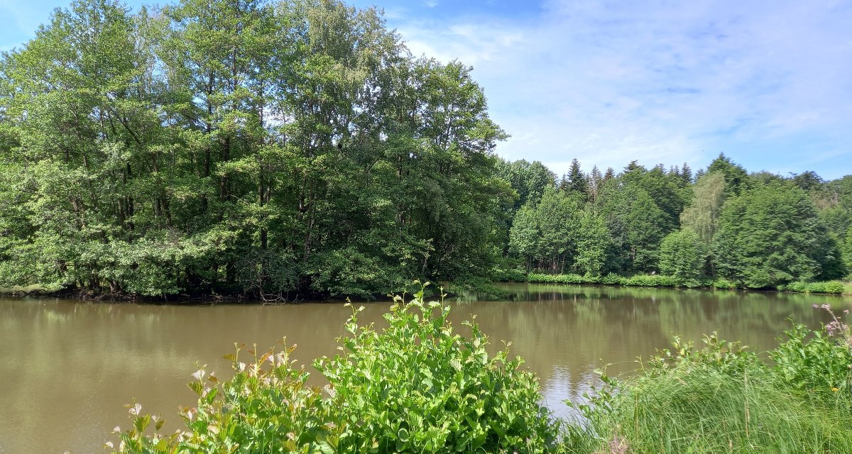 Blick über den Haspelsee - mit baumbestandener Insel und mit Büschen bewachsenem Seeufer