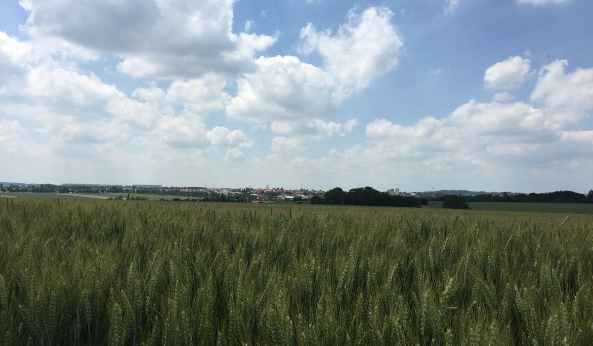 Blick über ein Getreidefeld, © www.pro-cycl.de