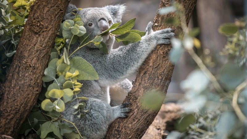 Terra Australis, Wilhelma, © Stuttgart-Marketing GmbH, Sarah Schmid