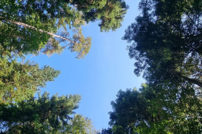 Shinrin Yoku - Waldbaden: Sommerfrisch und Himmelblau, © WTM GmbH Waiblingen