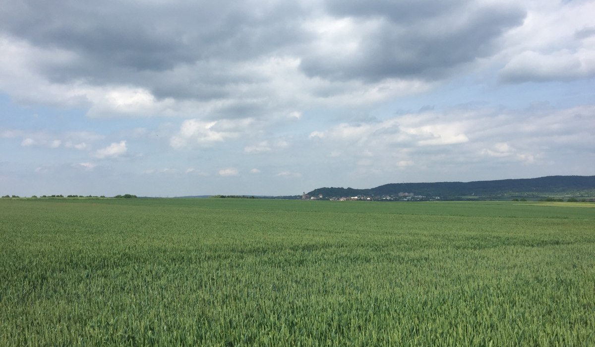 Blick auf Herrenberg über ein Getreidefeld, © www.pro-cycl.de