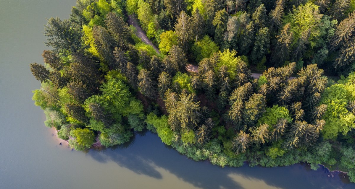 Blick von oben auf das bewaldete Ufer am Herrenbachstaussee