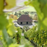 Aspach Weinberge bei der Kelter, © Q-vadis Redaktion