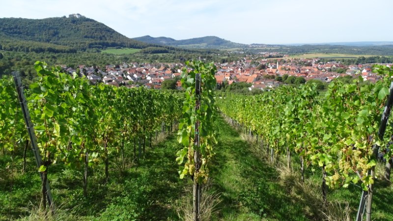 Weinberge der Gemeinde Beuren, © Helge Kerler