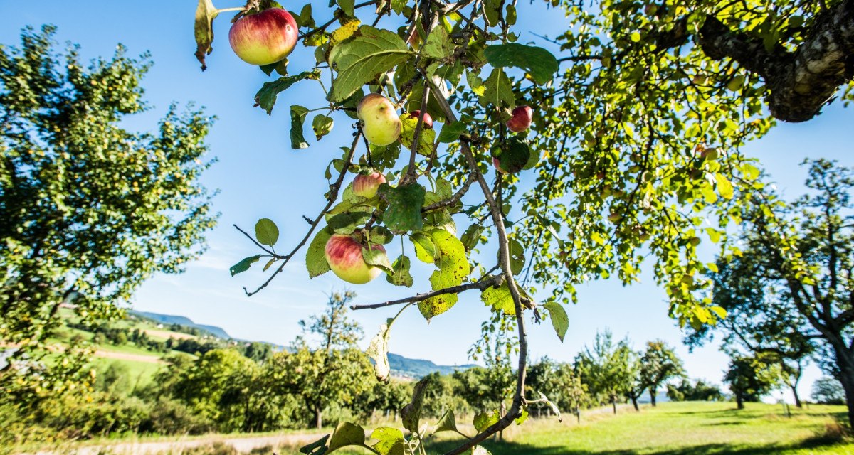 Apfelbaum, © Landkreis Göppingen