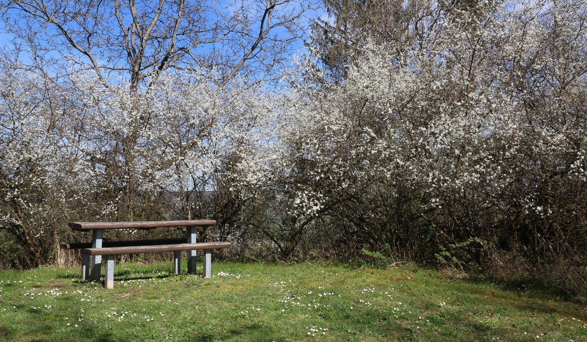 Rundwanderweg1 in Gaildorf mit Ruhebank im Frühling