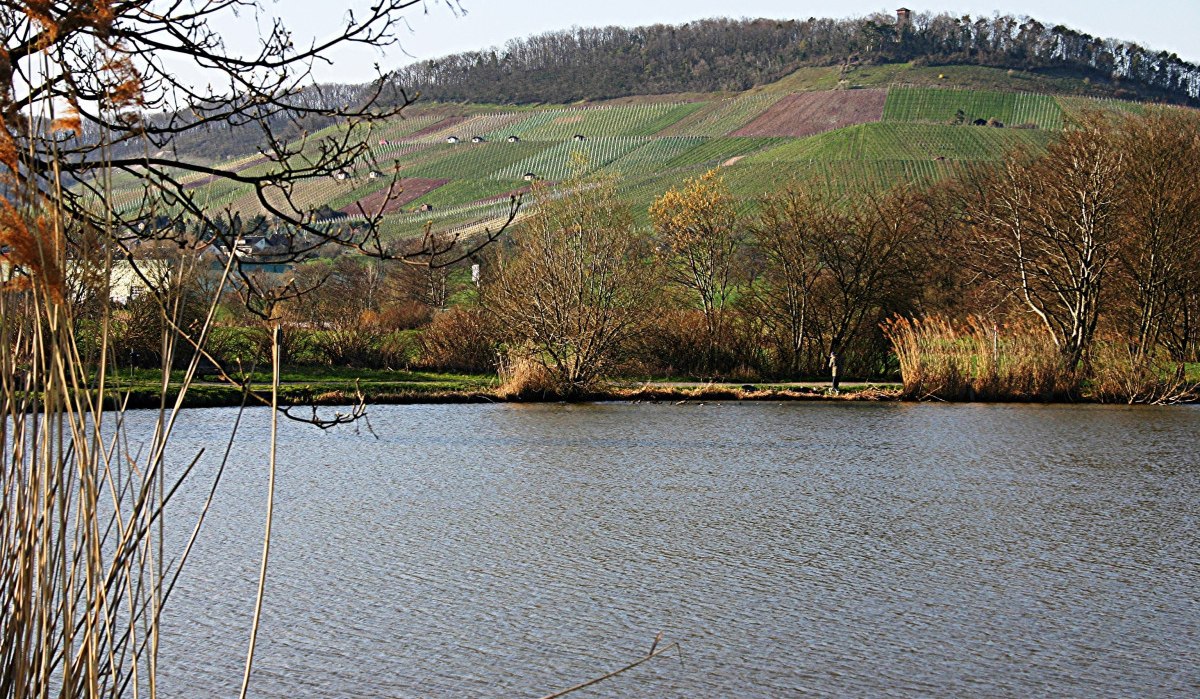 Blick auf den Eselsberg mit Turm, © Land der 1000 Hügel - Kraichgau-Stromberg