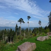 Blick von der Hahnenfalzhütte, © Nördlicher Schwarzwald