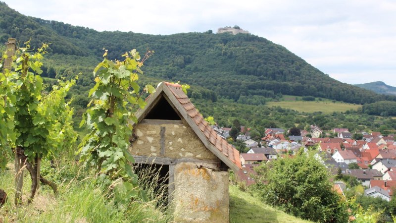 In den Beurener Weinbergen, © Tourist-Info Beuren