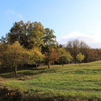 Wiese am Peter-Schanz-Weg Herrenberg, © Natur.Nah. Schönbuch & Heckengäu