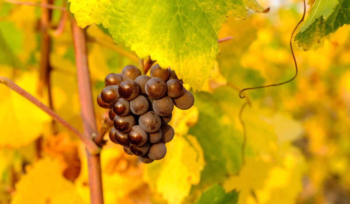 Weintraube und buntes Weinlaub, © WTM GmbH Waiblingen